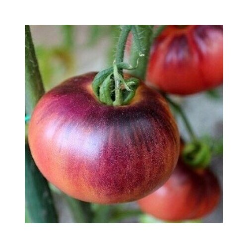Томат Аметистовое сердце (лат. Solanum lycopersicum) семена 10шт 330р