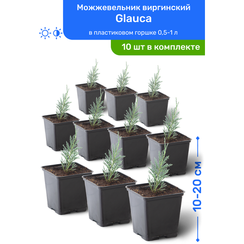 Можжевельник виргинский Glauca 10-20 см в пластиковом горшке 0,5-1 л, саженец, хвойное живое растение, комплект из 10 шт 8950р