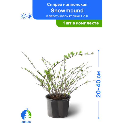 Спирея ниппонская Snowmound (Сноумаунд) 20-40 см в пластиковом горшке 1-3 л, саженец, лиственное живое растение 1295р