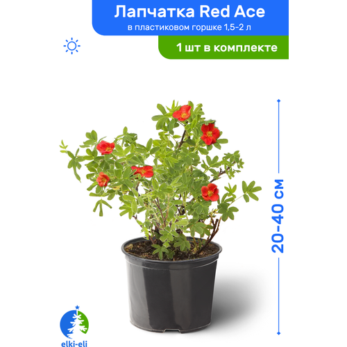 Лапчатка Red Ace (Рэд Айс) 20-40 см в пластиковом горшке 1,5-2 л, саженец, лиственное живое растение 1871р