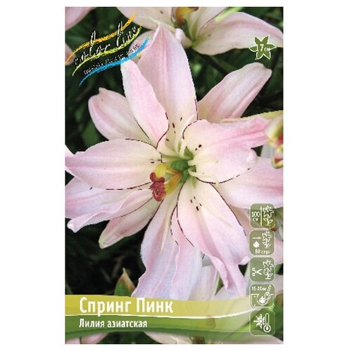     Spring Pink, 12/14 (1 .),  251  COLORLINE