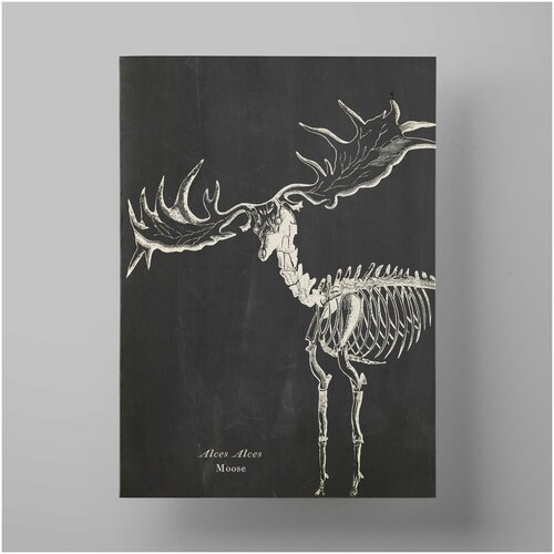   , moose skeleton, 5070 ,      1200