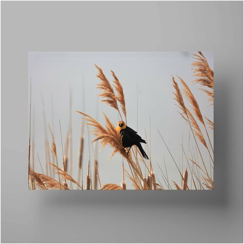 ������ �����, Bird 30x40 ��, ������ ����������� � �������� 590�