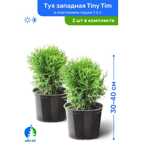Туя западная Tiny Tim (Тини Тим) 30-40 см в пластиковом горшке 1-2 л, саженец, хвойное живое растение, комплект из 2 шт 5690р