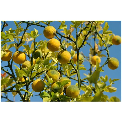 Понцирус - Лимон трёхлисточковый (лат. Poncirus trifoliata) семена 5шт 390р