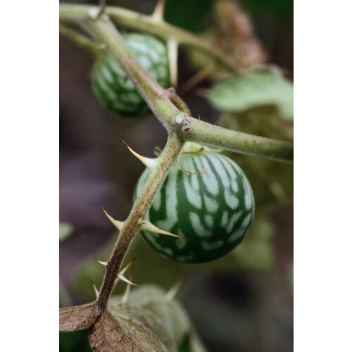   (. Solanum Viarum)  10 345
