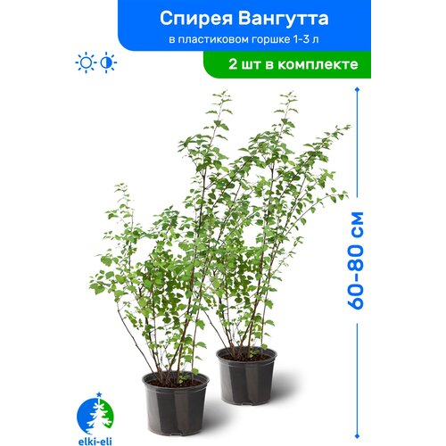 Спирея Вангутта 60-80 см в пластиковом горшке 1-3 л, саженец, лиственное живое растение, комплект из 2 шт 2990р