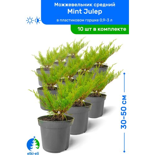 Можжевельник средний Mint Julep (Минт Джулеп) 30-50 см в пластиковом горшке 0,9-3 л, саженец, хвойное живое растение, комплект из 10 шт 9990р
