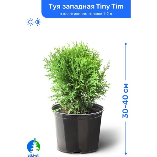 Туя западная Tiny Tim (Тини Тим) 30-40 см в пластиковом горшке 1-2 л, саженец, хвойное живое растение 2945р