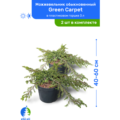 Можжевельник обыкновенный Green Carpet (Грин Карпет) 40-60 см в пластиковом горшке 3 л, саженец, хвойное живое растение, комплект из 2 шт 5100р