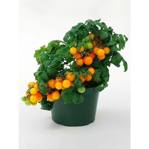 Томат горшечный оранжевый (лат. Solanum lycopersicum) семена 10шт 315р
