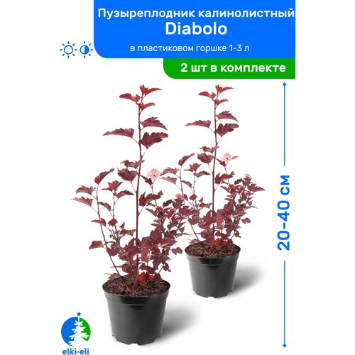Пузыреплодник калинолистный Diabolo (Дьяболо) 20-40 см в пластиковом горшке 1-3 л, саженец, лиственное живое растение, комплект из 2 шт 1350р