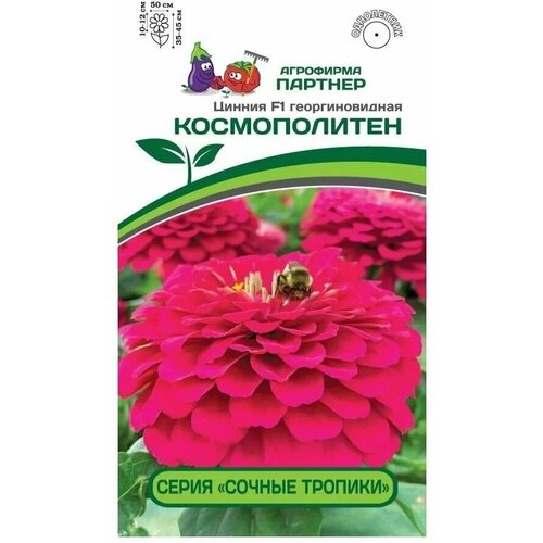 Цинния F1 космополитен /георгиновидная (4 семени х 1 упаковка) Партнер 362р