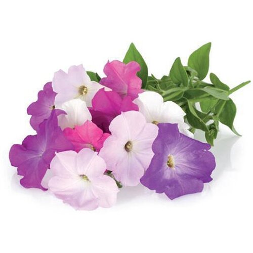 Click And Grow   Click And Grow Petunia 3 .    Click And Grow  2690