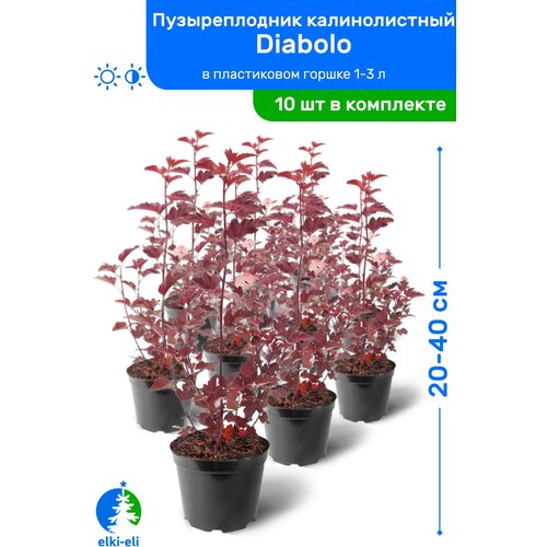 Пузыреплодник калинолистный Diabolo (Дьяболо) 20-40 см в пластиковом горшке 1-3 л, саженец, лиственное живое растение, комплект из 10 шт 6250р