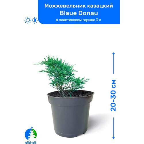 Можжевельник казацкий Blaue Donau (Блю Донау) 20-30 см в пластиковом горшке 0,9-3 л, саженец, хвойное живое растение 1295р