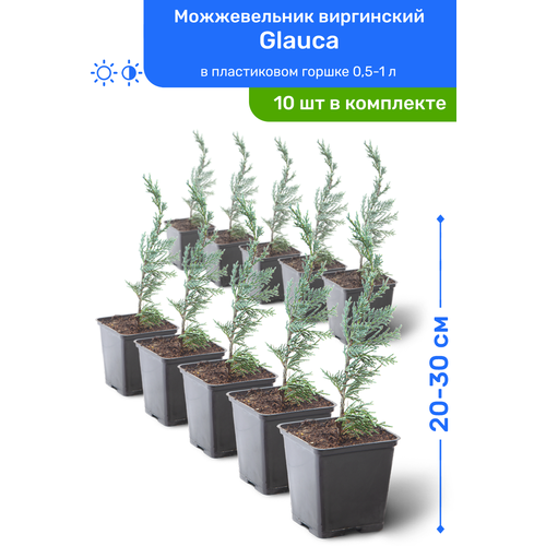 купить Можжевельник виргинский Glauca 20-30 см в пластиковом горшке 0,5-1 л, саженец, хвойное живое растение, комплект из 10 шт, стоимость 9950 руб Elki-Eli