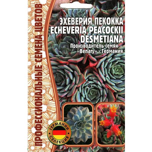   Echeveria peacockii desmetiana ,  ( 1 : 5  ) 199