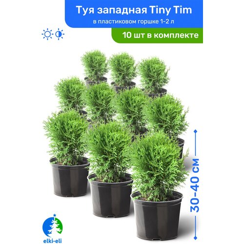 Туя западная Tiny Tim (Тини Тим) 30-40 см в пластиковом горшке 1-2 л, саженец, хвойное живое растение, комплект из 10 шт 25450р
