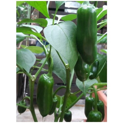    Jalapeno Craigs Grande (  ), 5  315