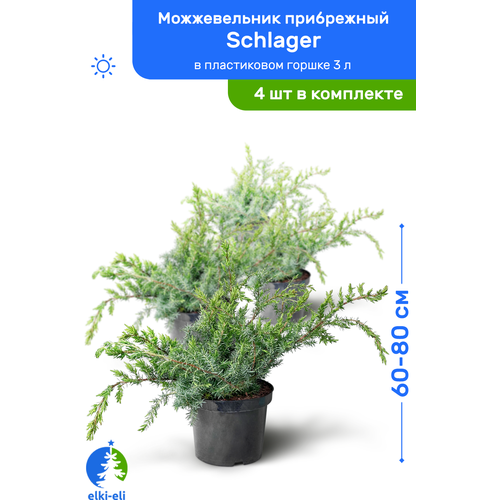 Можжевельник прибрежный Schlager (Шлягер) 60-80 см в пластиковом горшке 3 л, саженец, хвойное живое растение, комплект из 4 шт 14600р