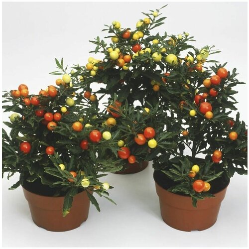 Семена Ангинник (Solanum capsicastrum) 4 шт.. 460р