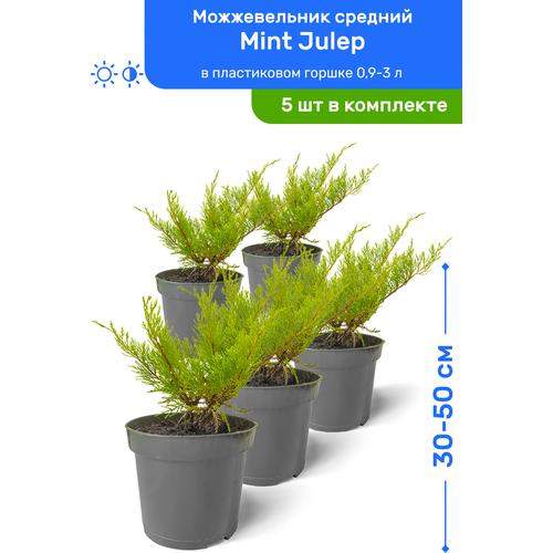Можжевельник средний Mint Julep (Минт Джулеп) 30-50 см в пластиковом горшке 0,9-3 л, саженец, хвойное живое растение, комплект из 5 шт 5495р