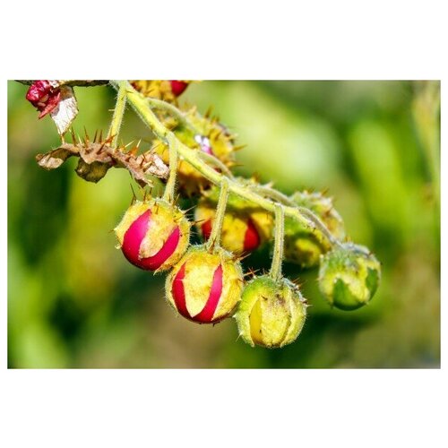 Личи томат - Паслен гулявниколистный (лат. Solanum sisymbriifolium) семена 10шт 330р