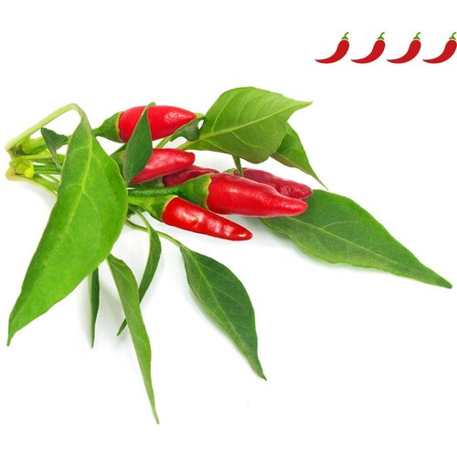 Click And Grow   Click And Grow Piri Piri Chili Pepper Plant Pods 3 .    Click And Grow    3290