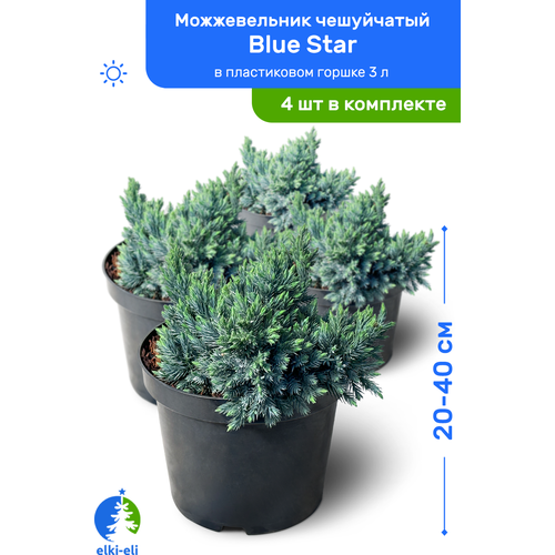 Можжевельник чешуйчатый Blue Star (Блю Стар) 20-40 см в пластиковом горшке 3 л, саженец, хвойное живое растение, комплект из 4 шт 9400р