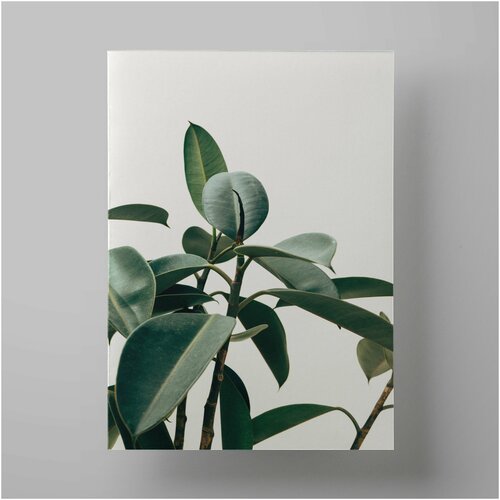  , Ficus 50x70 ,     1200