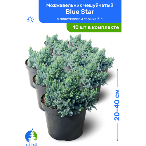 Можжевельник чешуйчатый Blue Star (Блю Стар) 20-40 см в пластиковом горшке 3 л, саженец, хвойное живое растение, комплект из 10 шт 21500р