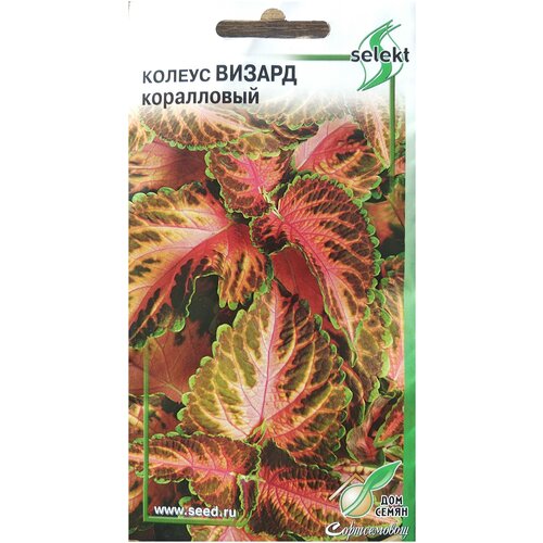 Колеус Визард, коралловый с ярко-окрашенными бархатистыми листьями, 15 семян 224р