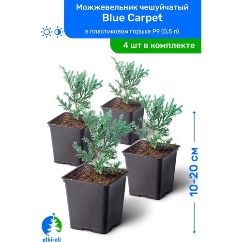 Можжевельник чешуйчатый Blue Carpet (Блю Карпет) 10-20 см в пластиковом горшке P9 (0,5 л), саженец, хвойное живое растение, комплект из 4 шт 3980р