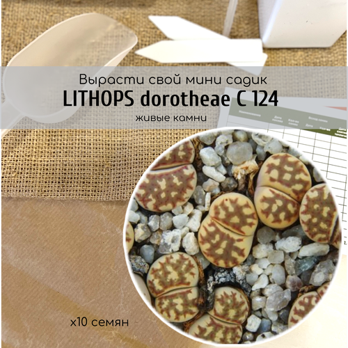 Семена литопсов Lithops dorotheae C124 Аизовые / Серия суккулентов Живые камни 330р