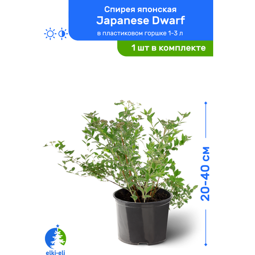 Спирея японская Japanese Dwarf (Джапаниз Дварф) 20-40 см в пластиковом горшке 1-3 л, саженец, лиственное живое растение 2030р