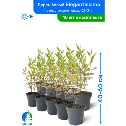 Дерен белый Элегантиссима 40-60 см в пластиковом горшке 1-3 л, саженец, лиственное живое растение, комплект из 10 шт 9250р