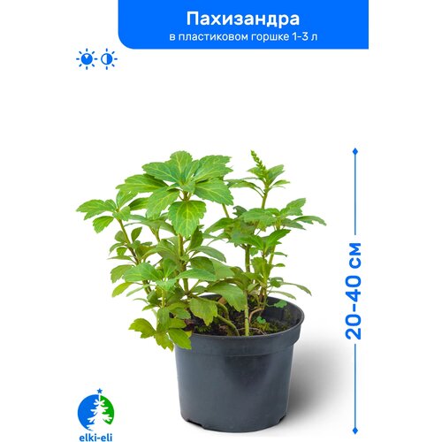 Пахизандра 20-40 см в пластиковом горшке 1-3 л, саженец, лиственное живое растение 1195р
