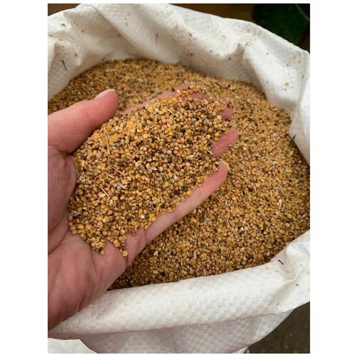 Семена горчицы 5 кг 1290р