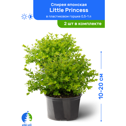 Спирея японская Little Princess (Литтл Принцесс) 10-20 см в пластиковом горшке 0,5-1 л, саженец, лиственное живое растение, комплект из 2 шт 1890р