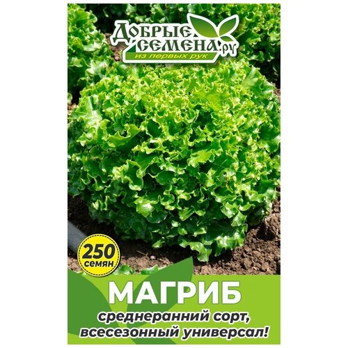 Семена салата Магриб - 250 шт - Добрые Семена.ру 168р