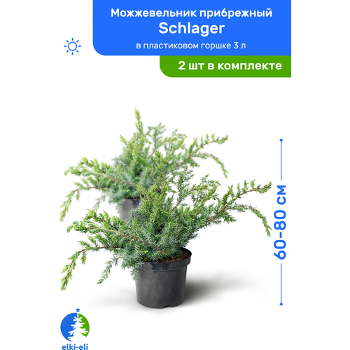 Можжевельник прибрежный Schlager (Шлягер) 60-80 см в пластиковом горшке 3 л, саженец, хвойное живое растение, комплект из 2 шт 7500р