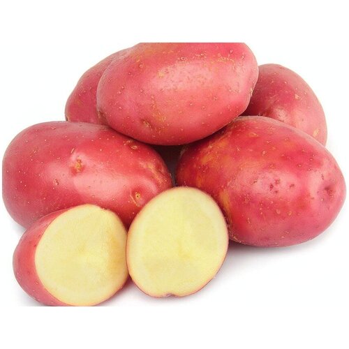 Картофель семенной Розара, 2 кг, для посадки в конце весны, высококачественный. Данный сорт отличается отменными вкусовыми качествами. 957р