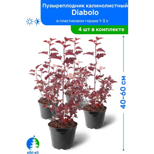 Пузыреплодник калинолистный Diabolo (Дьяболо) 40-60 см в пластиковом горшке 1-3 л, саженец, лиственное живое растение, комплект из 4 шт 3180р