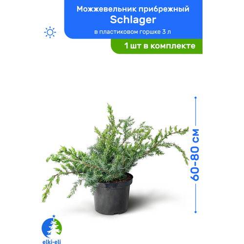 Можжевельник прибрежный Schlager (Шлягер) 60-80 см в пластиковом горшке 3 л, саженец, хвойное живое растение 3950р