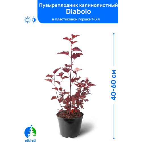 Пузыреплодник калинолистный Diabolo (Дьяболо) 40-60 см в пластиковом горшке 1-3 л, саженец, лиственное живое растение 895р