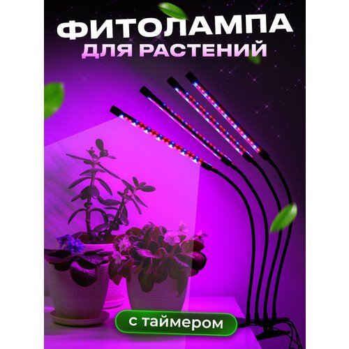 ���������������� ����� ��� �������� �� ��������, Ocean of Light, ��������� ��� �������� ������������, �������������� ������ ������ 1699�