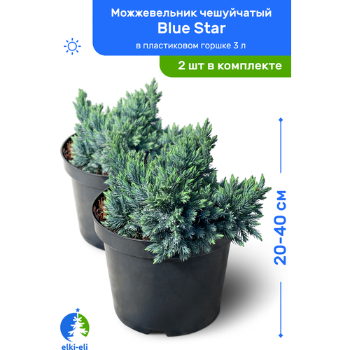 Можжевельник чешуйчатый Blue Star (Блю Стар) 20-40 см в пластиковом горшке 3 л, саженец, хвойное живое растение, комплект из 2 шт 5100р