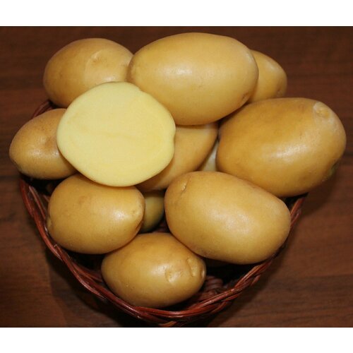 Картофель семенной Вымпел (2 кг) 500р