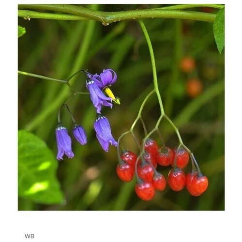 Семена Паслен сладко-горький (Solanum dulcamara) 5 шт. 430р